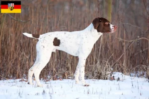 Read more about the article Braque français tipo Pyrénées criadores e cachorros no Sarre