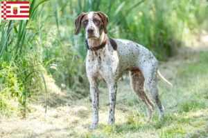 Read more about the article Braque français type Pyrénées criadores e cachorros em Bremen