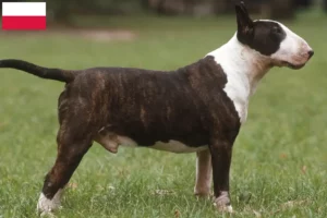 Read more about the article Criadores de Bull Terrier e cachorros na Polónia