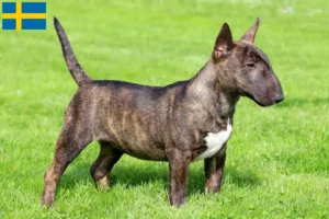 Read more about the article Criadores de Bull Terrier Miniatura e cachorros na Suécia