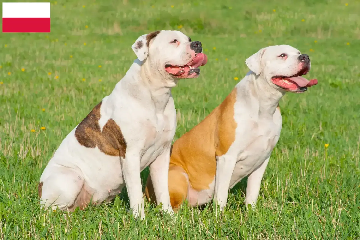 Read more about the article Criadores de Bulldog Americano e cachorros na Polónia