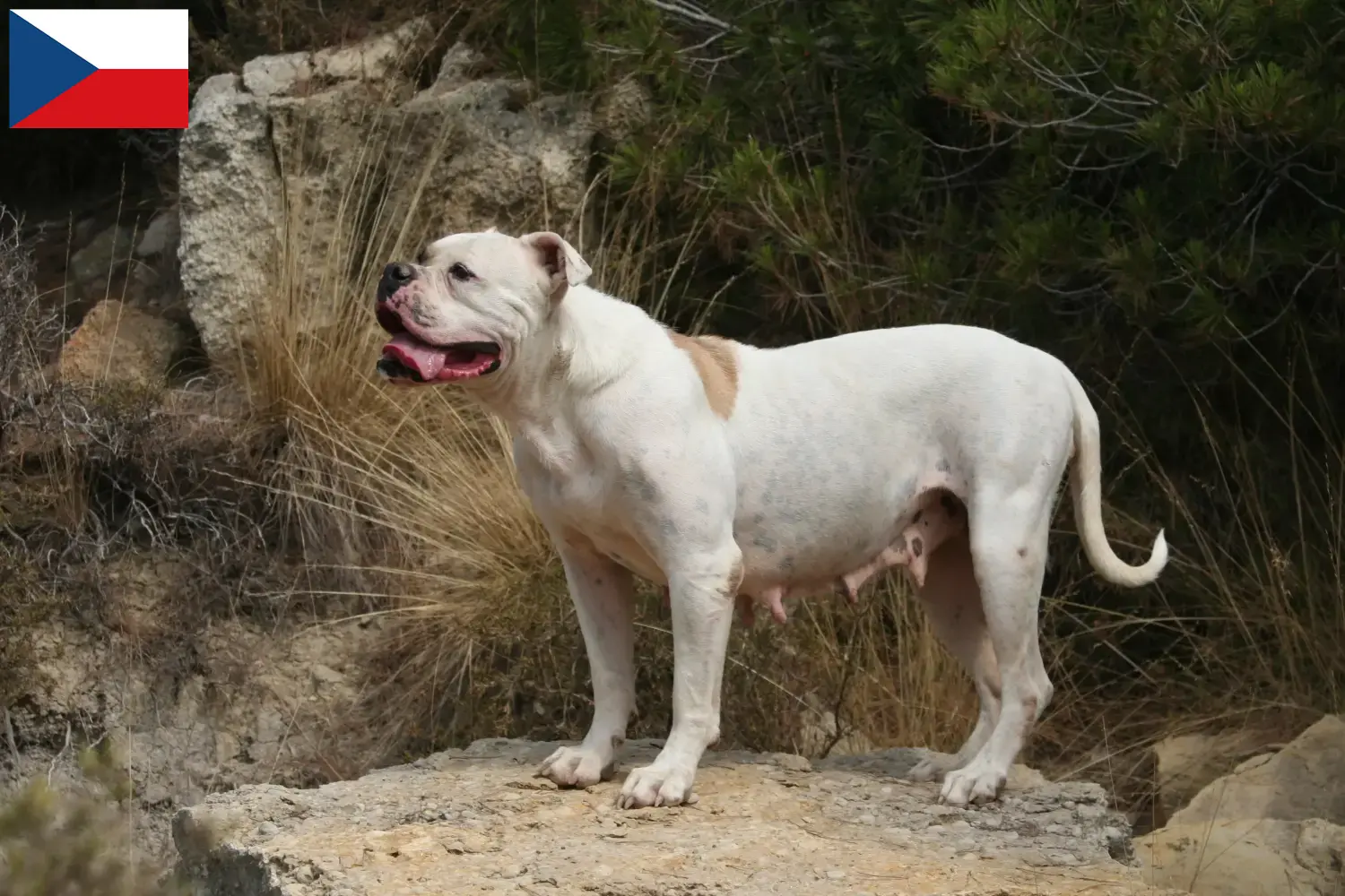 Read more about the article Criadores e cachorros de Bulldog Americano na República Checa