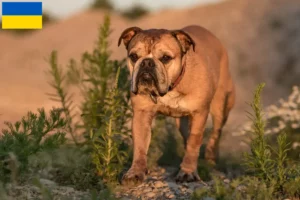 Read more about the article Criadores de Bulldog Continental e cachorros na Ucrânia