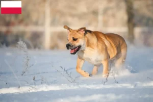 Read more about the article Criadores de Ca de Bou e cachorros na Polónia