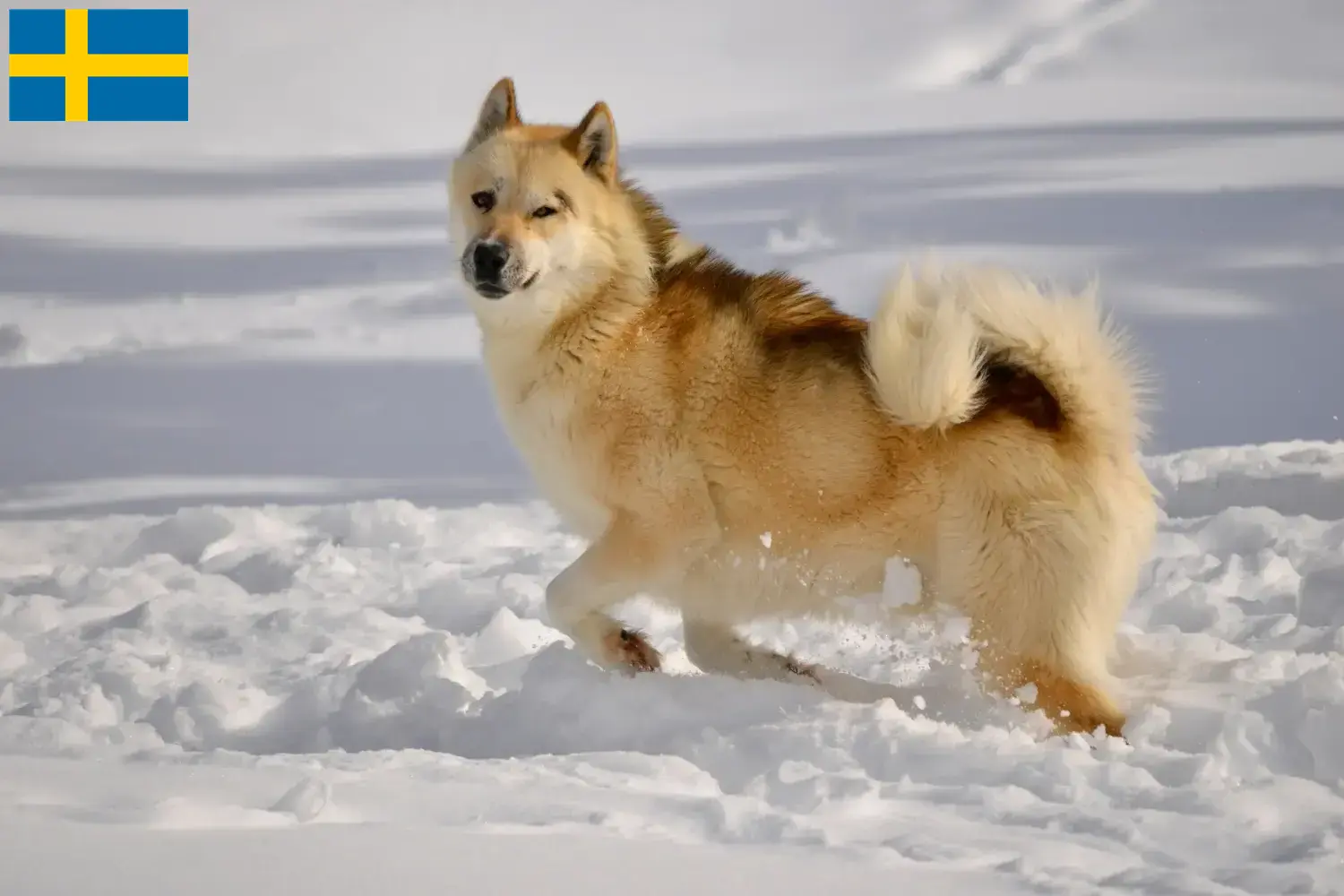 Read more about the article Criadores de cães da Gronelândia e cachorros na Suécia