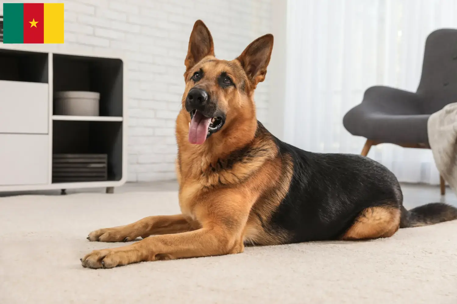 Read more about the article Criadores de cães de pastor e cachorros nos Camarões