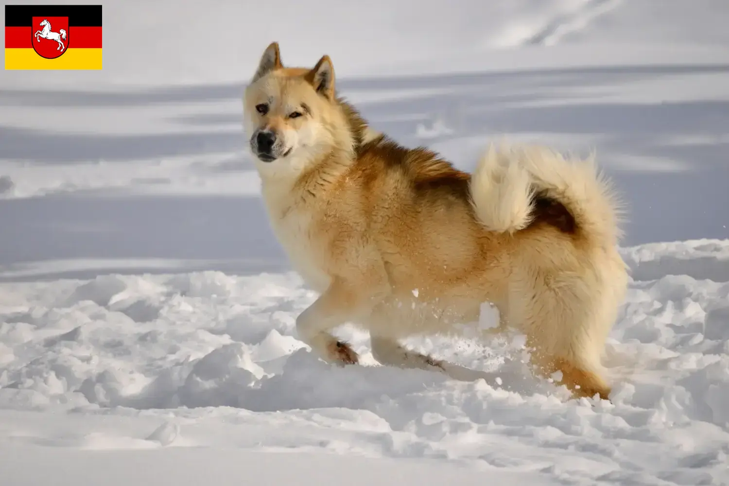 Read more about the article Criadores de cães da Gronelândia e cachorros na Baixa Saxónia