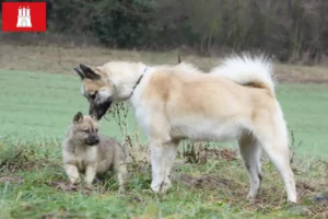 Read more about the article Criadores de cães da Gronelândia e cachorros em Hamburgo