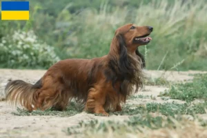 Read more about the article Criadores de Teckel e cachorros na Ucrânia