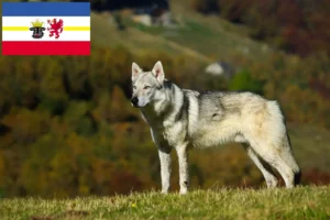 Read more about the article Criadores e cachorros de cães-lobo da Checoslováquia em Mecklenburg-Vorpommern