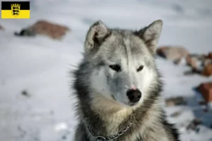 Read more about the article Criadores de cães da Gronelândia e cachorros em Baden-Württemberg