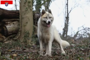 Read more about the article Criadores de cães da Gronelândia e cachorros em Hessen