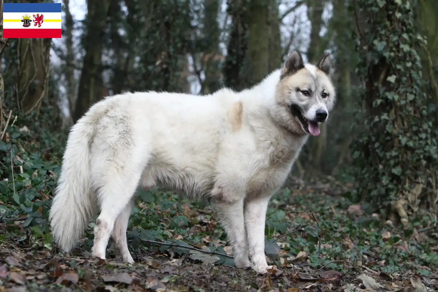 Read more about the article Criadores de cães da Gronelândia e cachorros em Mecklenburg-Vorpommern