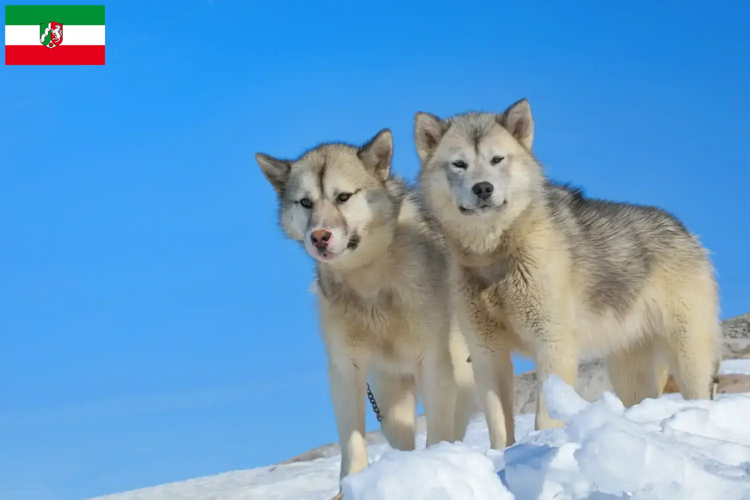 Read more about the article Criadores de cães da Gronelândia e cachorros na Renânia do Norte-Vestefália