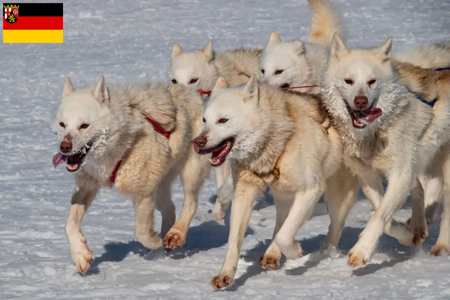 Read more about the article Criadores de cães da Gronelândia e cachorros em Renânia-Palatinado