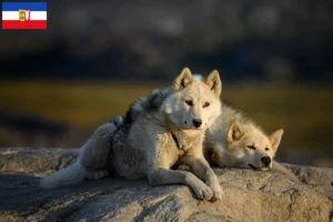 Read more about the article Criadores de cães da Gronelândia e cachorros em Schleswig-Holstein