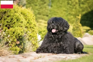 Read more about the article Cão de Agua português criadores e cachorros na Polónia