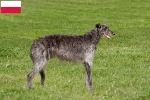 Read more about the article Criadores de Deerhound e cachorros na Polónia