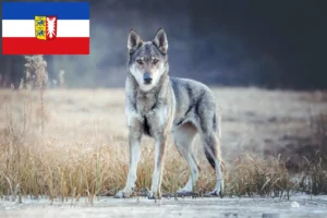 Read more about the article Criador de cães-lobo checoslovacos e cachorros em Schleswig-Holstein