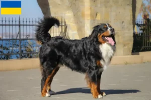 Read more about the article Criador de cães de montanha Bernese e cachorros na Ucrânia