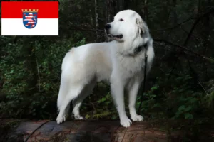 Read more about the article Cão de montanha dos Pirinéus Criador e cachorros em Hessen