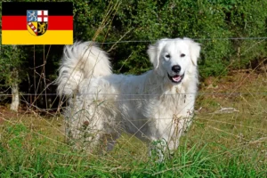 Read more about the article Cão de montanha dos Pirinéus Criador e cachorros em Saarland