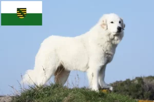 Read more about the article Criador de cães de montanha dos Pirinéus e cachorros em Saxónia