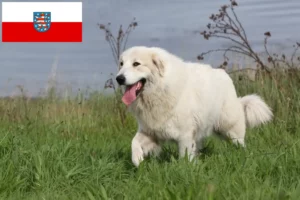 Read more about the article Criador de cães de montanha dos Pirinéus e cachorros na Turíngia