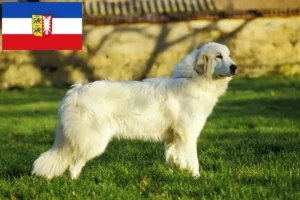 Read more about the article Criador de cães de montanha dos Pirinéus e cachorros em Schleswig-Holstein