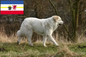 Read more about the article Criador de cães de montanha dos Pirinéus e cachorros em Mecklenburg-Vorpommern