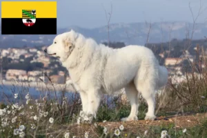 Read more about the article Criador de cães de montanha dos Pirinéus e cachorros em Saxónia-Anhalt