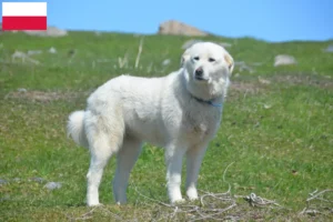 Read more about the article Criadores e cachorros de Cão de Montanha dos Pirinéus na Polónia