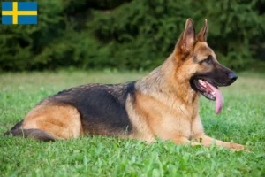 Read more about the article Criadores de cães de pastor e cachorros na Suécia