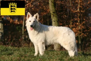 Read more about the article Criadores de Pastor Suíço Branco e cachorros em Baden-Württemberg