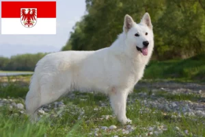 Read more about the article Cão de raça pastor suíço branco e cachorros em Brandenburg