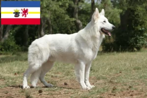 Read more about the article Cão de raça pastor suíço branco e cachorros em Mecklenburg-Vorpommern