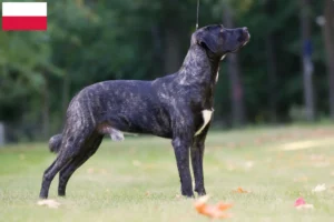 Read more about the article Cão Fila de São Miguel criadores e cachorros na Polónia