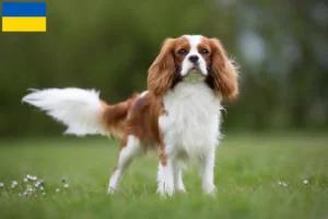 Read more about the article Criadores de Cavalier King Charles Spaniel e cachorros na Ucrânia