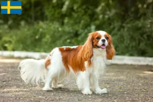 Read more about the article Criadores de Cavalier King Charles Spaniel e cachorros na Suécia