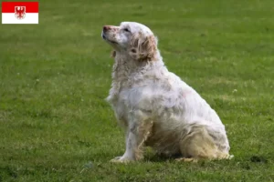 Read more about the article Criadores de Clumber Spaniel e cachorros em Brandenburg