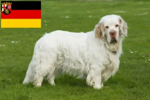 Read more about the article Criadores de Clumber Spaniel e cachorros em Renânia-Palatinado