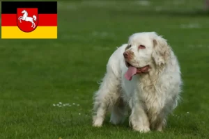 Read more about the article Criadores de Clumber Spaniel e cachorros na Baixa Saxónia