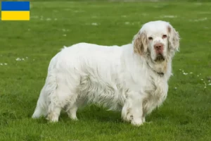 Read more about the article Criadores de Clumber Spaniel e cachorros na Ucrânia