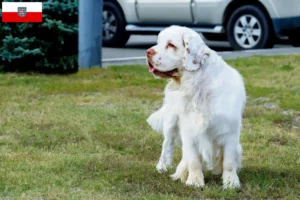 Read more about the article Criadores de Clumber Spaniel e cachorros na Turíngia