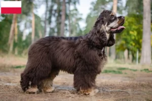 Read more about the article Criadores de Cocker Spaniel americano e cachorros na Polónia