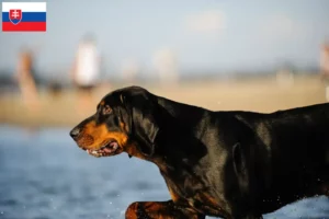 Read more about the article Criadores de Coonhound preto e castanho e cachorros na Eslováquia