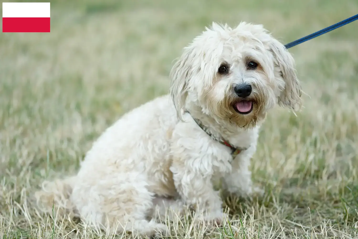 Read more about the article Criadores de bolonhesa e cachorros na Polónia