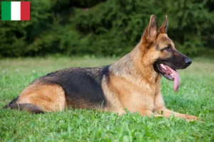 Read more about the article Criadores de cães de pastor e cachorros em Itália