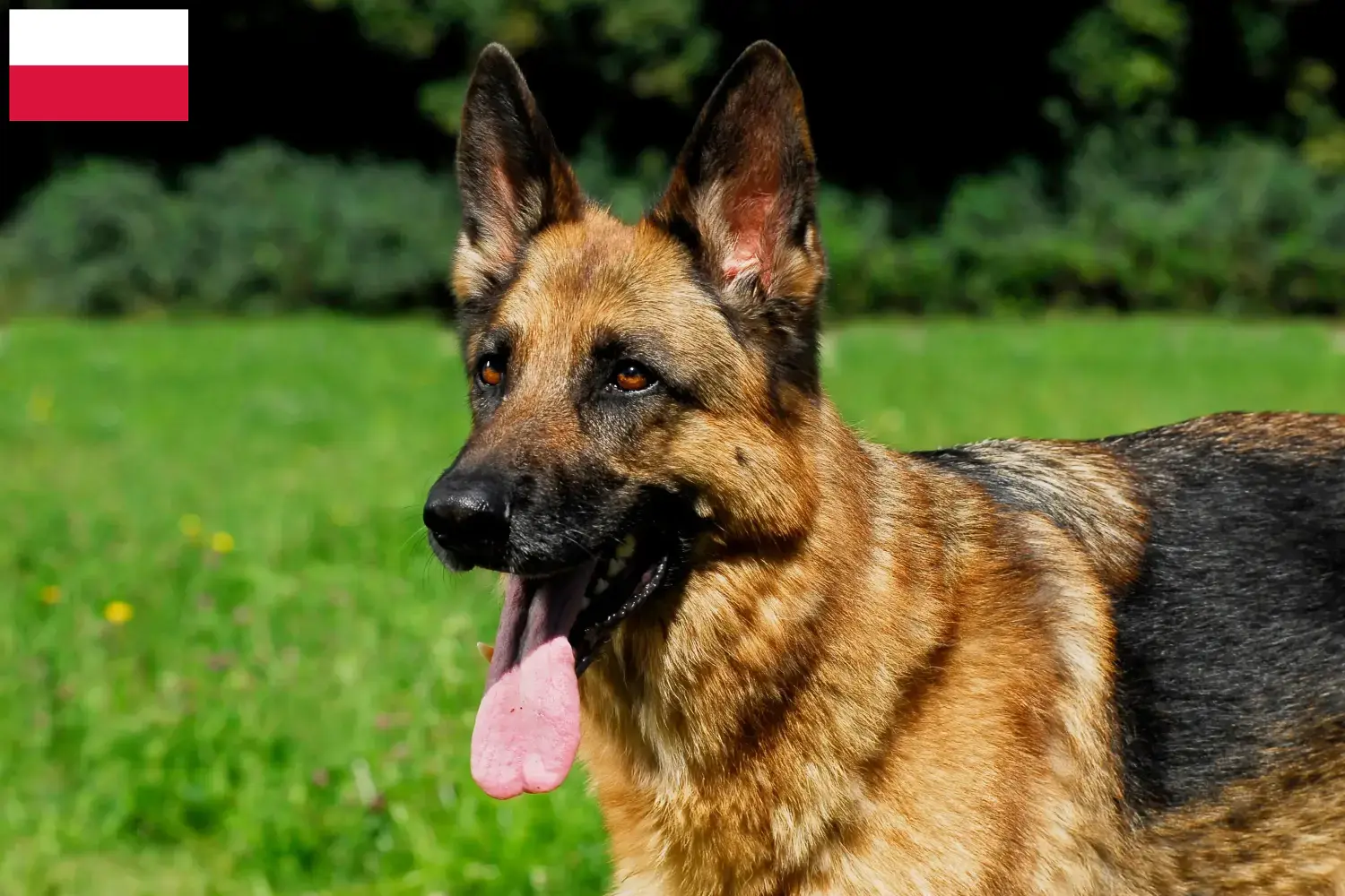 Read more about the article Criadores de cães de pastor e cachorros na Polónia