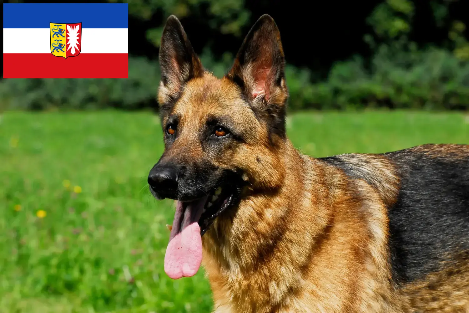 Read more about the article Criadores de cães de pastor e cachorros em Schleswig-Holstein